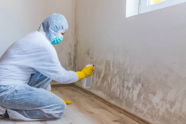 Licensed Mold Remediation service in Clarksville, TN - WQB Mold Removal